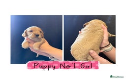 Cocker Spaniel dogs for sale: Cocker Spaniel Puppies - Image 1