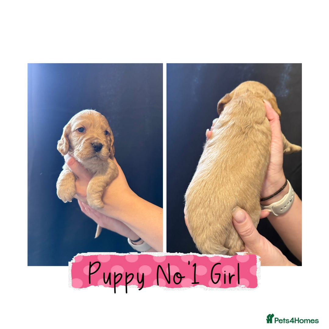 Cocker Spaniel dogs for sale: Cocker Spaniel Puppies - Image 1