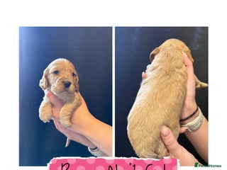 Cocker Spaniel dogs - Advert 31