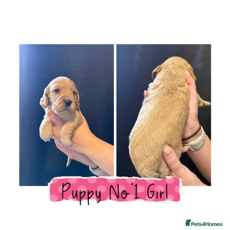 Cocker Spaniel dogs - Advert 15