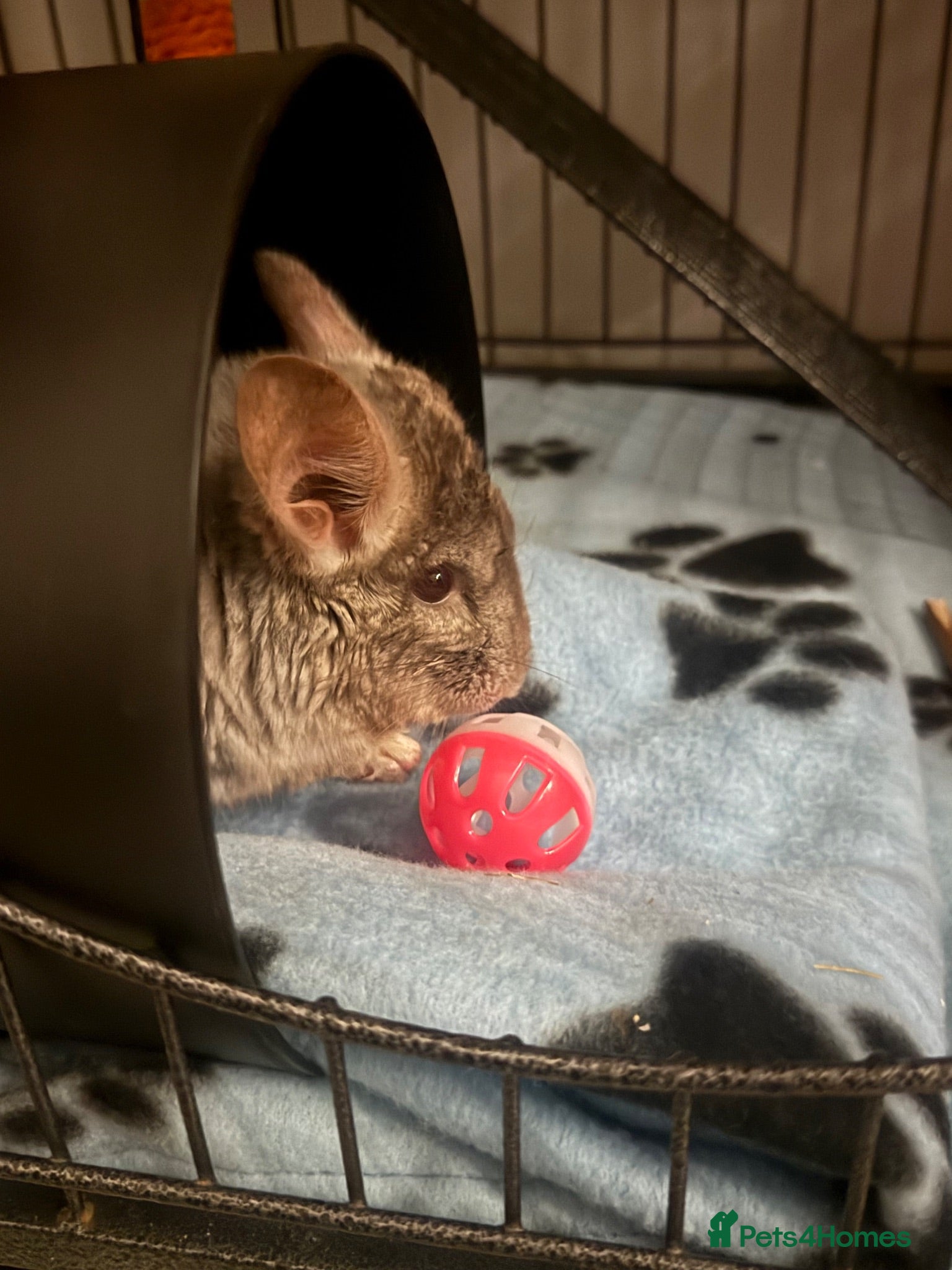 Chinchilla rodents Chinchilla Bundle (HeteroBrown Breed) - Advert 1