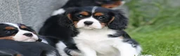Cavalier King Charles Spaniel dogs for sale: Beautiful Cavalier King Charles Spaniel puppies - Advert 33
