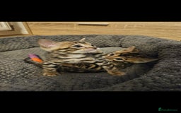 Bengal cats for sale: Male bengal - last kitten left - Image 10