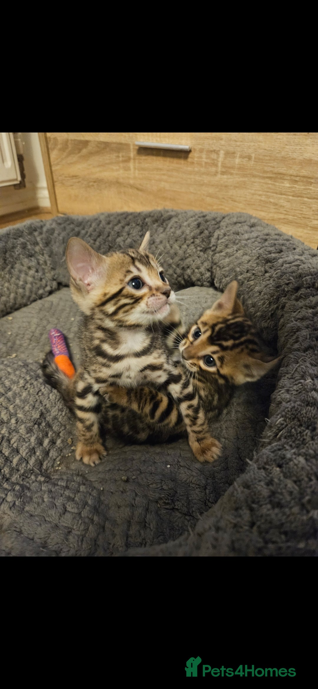Bengal cats for sale: Male bengal - last kitten left - Image 10