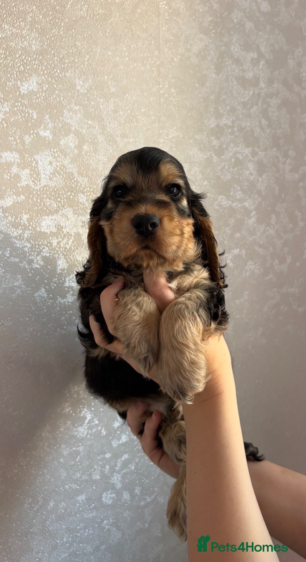 Cocker Spaniel dogs Beautiful KC Show cockers  - Advert 5