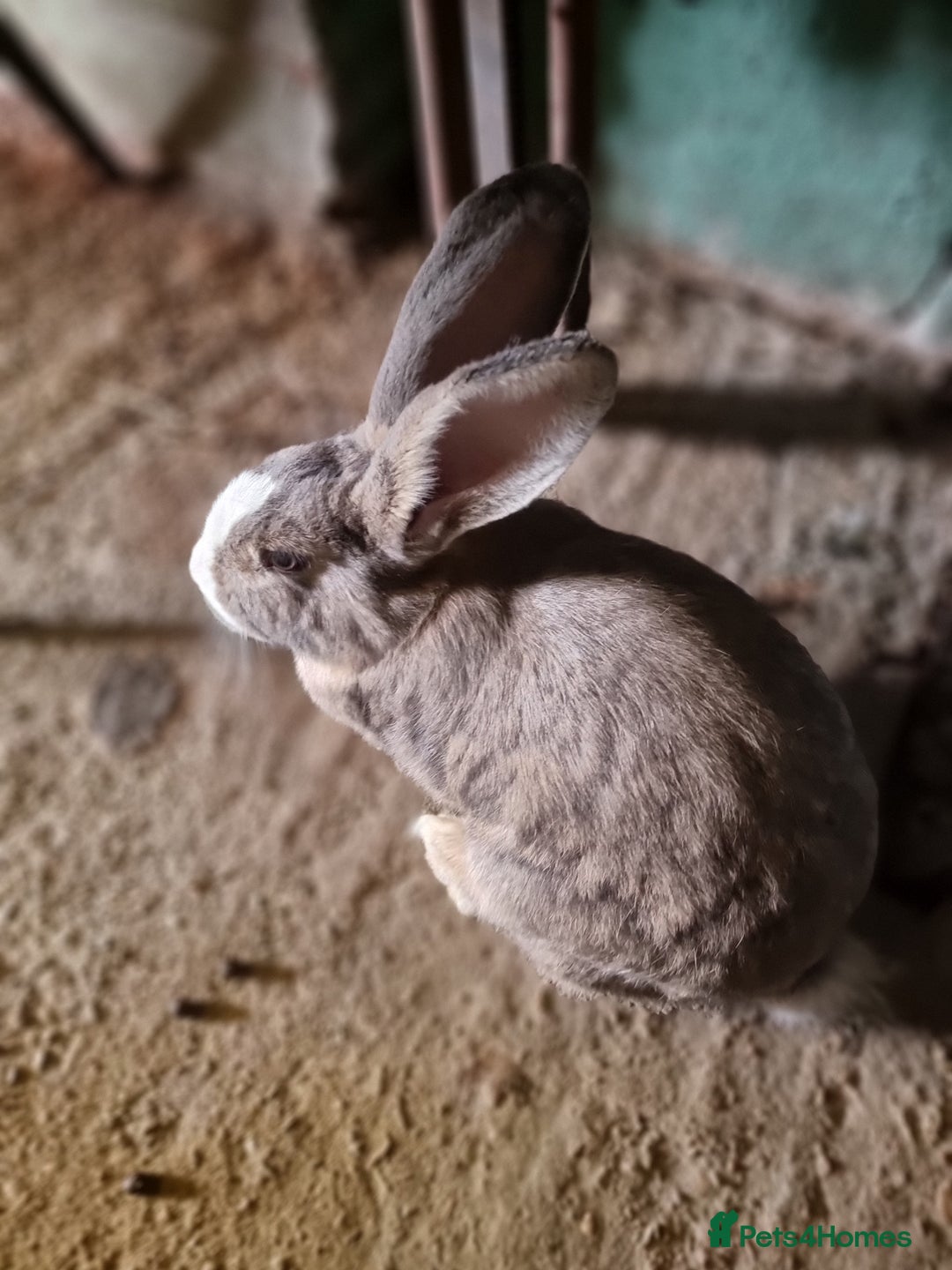 Continental Giant rabbits for sale: Giant rabbit - Image 3