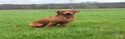 Labrador Retriever dogs for sale: KC registered fox red working line Labradors - Advert 13