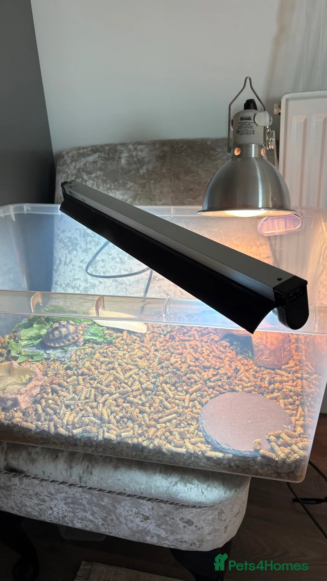 Tortoise reptiles for sale: Mediterranean spur thighed tortoise + set up  - Advert 5