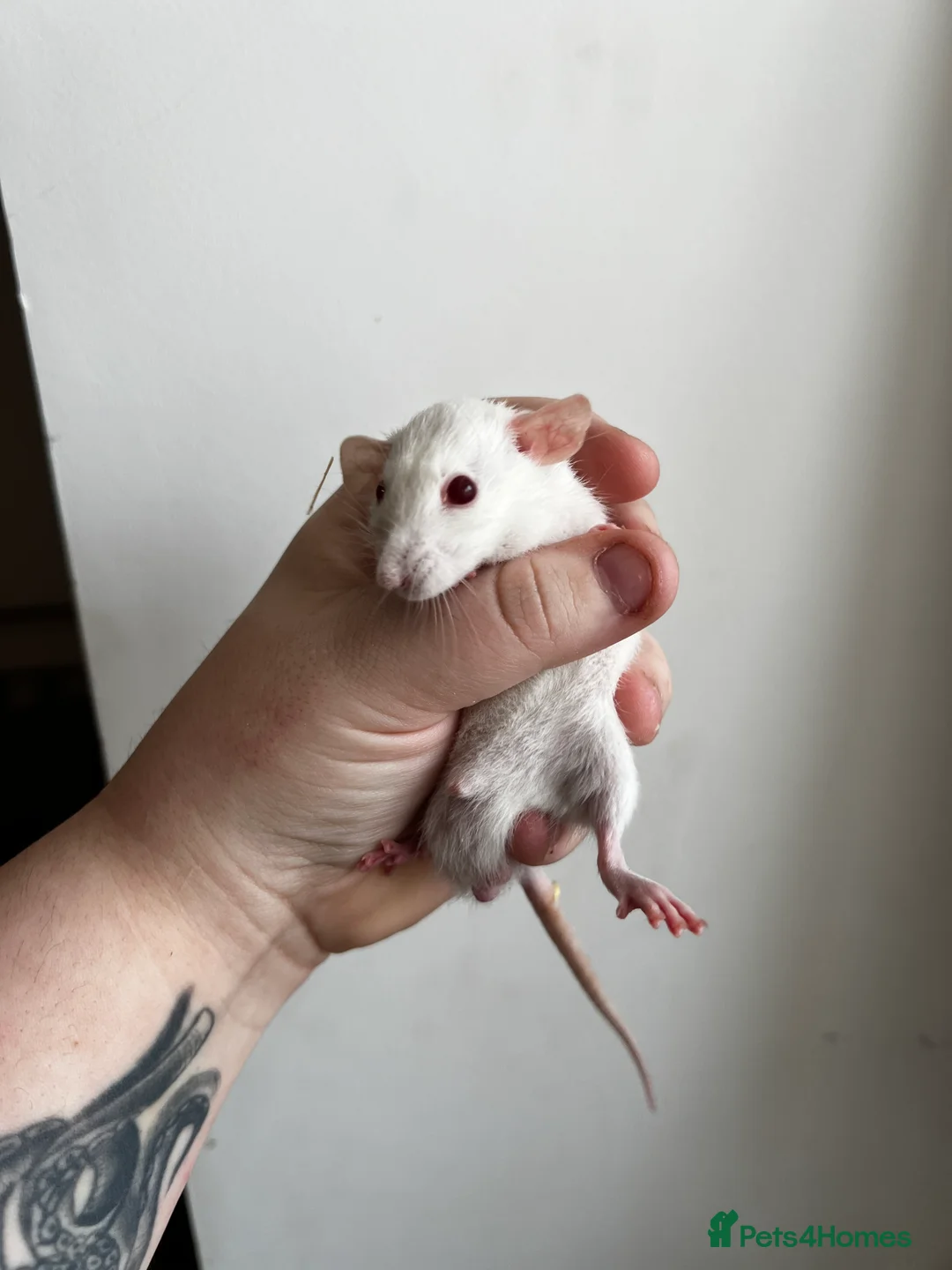 Rat rodents for sale: Dwarf Rats - Advert 1