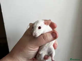Rat rodents Dwarf Rats - Advert 2