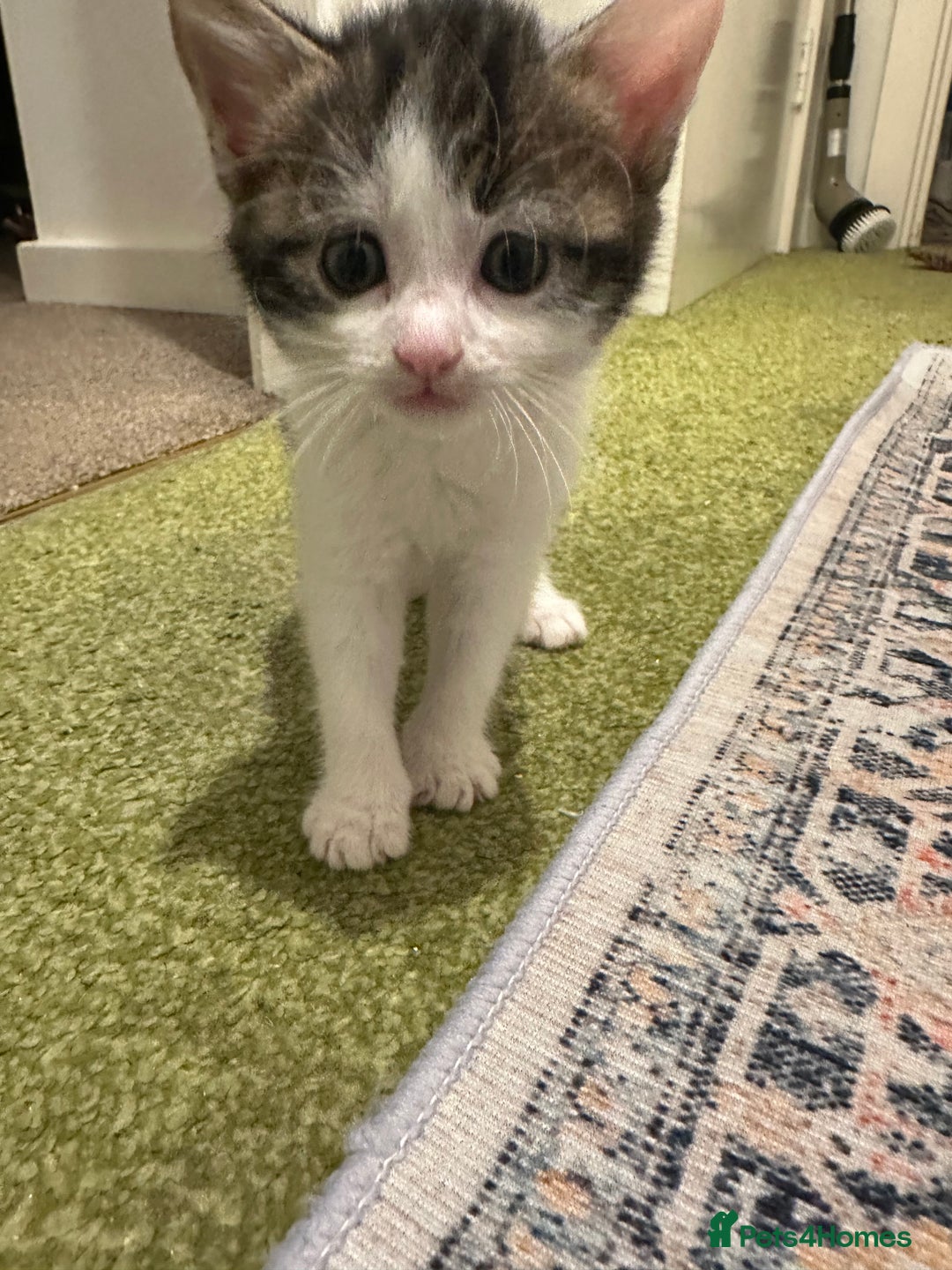 British Longhair cats for sale: Beautiful & playful kittens ready for new home - Image 12