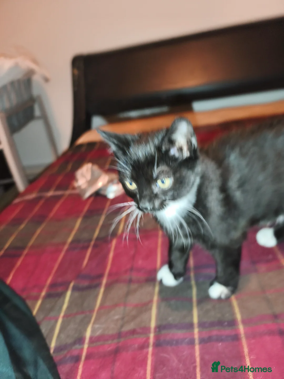 Mixed Breed cats for sale: 1 beautiful tuxedo kitten left - Advert 11