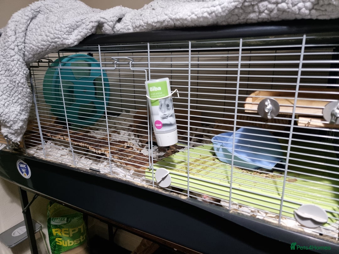 Hamster rodents for sale: Syrian Hamster and Savic Plaza 120cm Cage - Advert 2