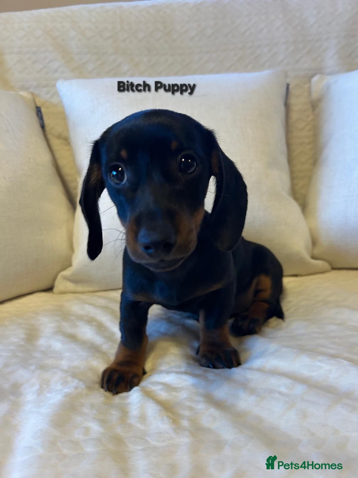 Miniature Dachshund dogs Miniture Dachsund Bitch Puppy ready now - Advert 5