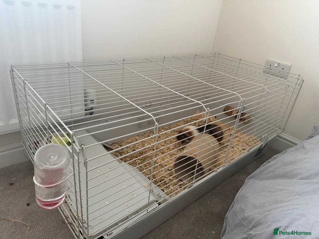 Guinea Pig rodents for sale: Guinea pigs for sale - Advert 9