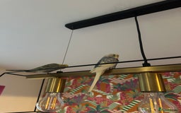 Budgerigars birds for sale: 1 Male and 1 Female Budgies for sale, as a pair. - Image 3