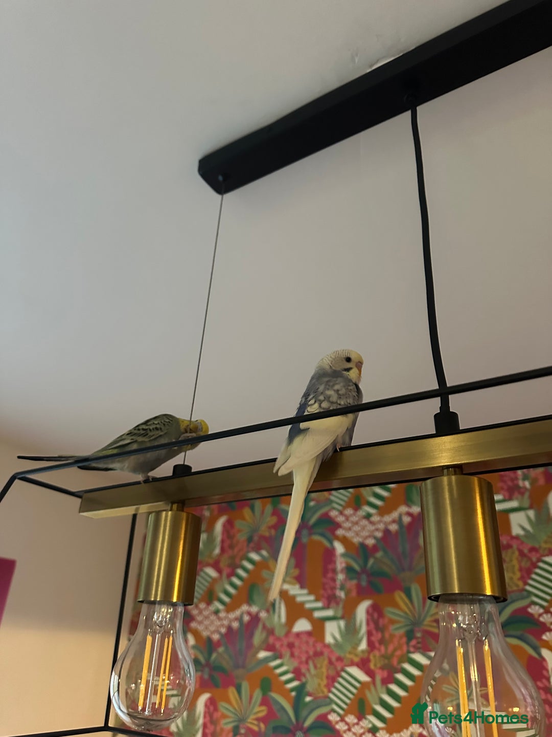 Budgerigars birds for sale: 1 Male and 1 Female Budgies for sale, as a pair. - Image 3