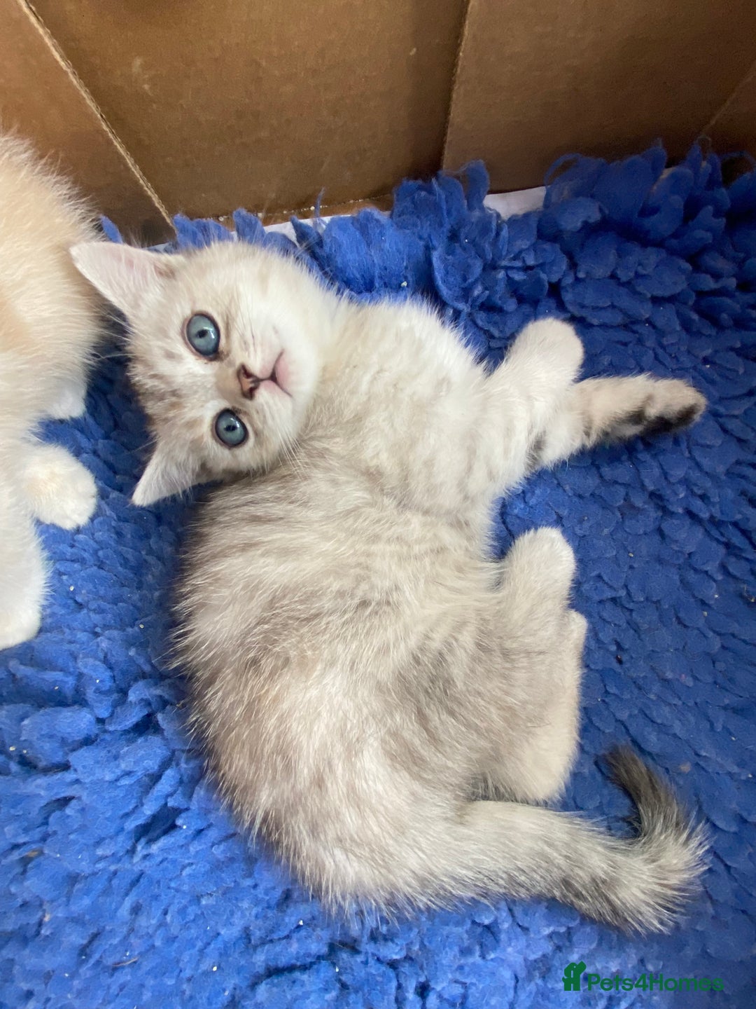 Persian cats for sale: Silver and Cream chinchilla kittens - Image 10