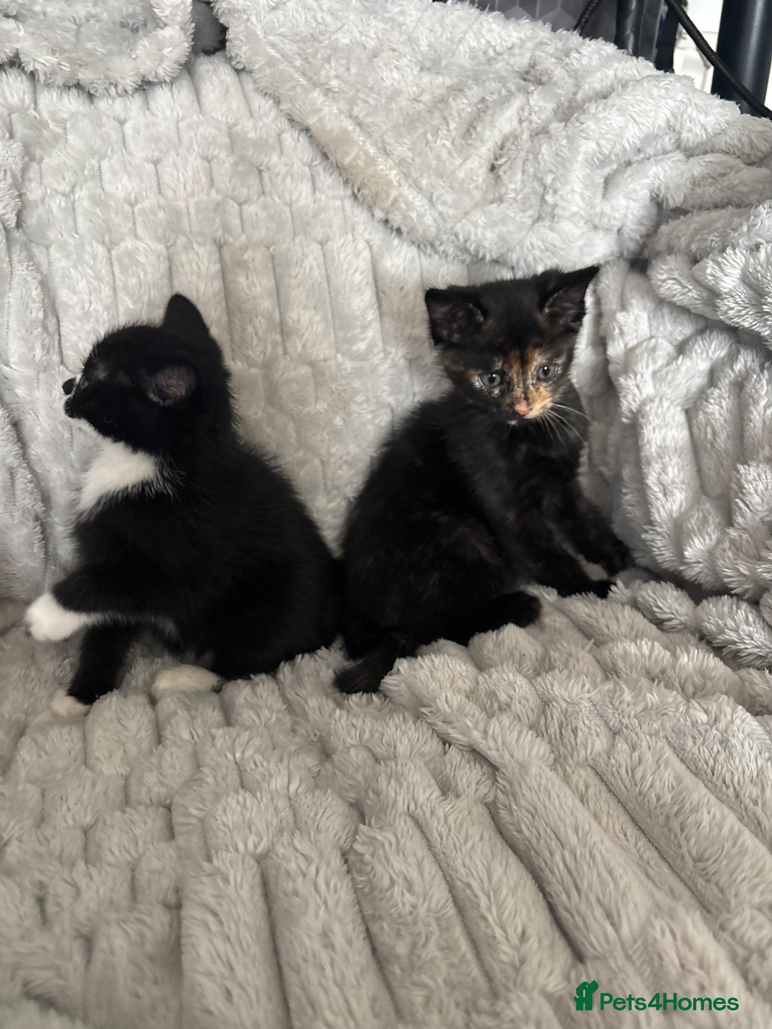 Mixed Breed cats for sale: 8 week old girl kittens  - Advert 3