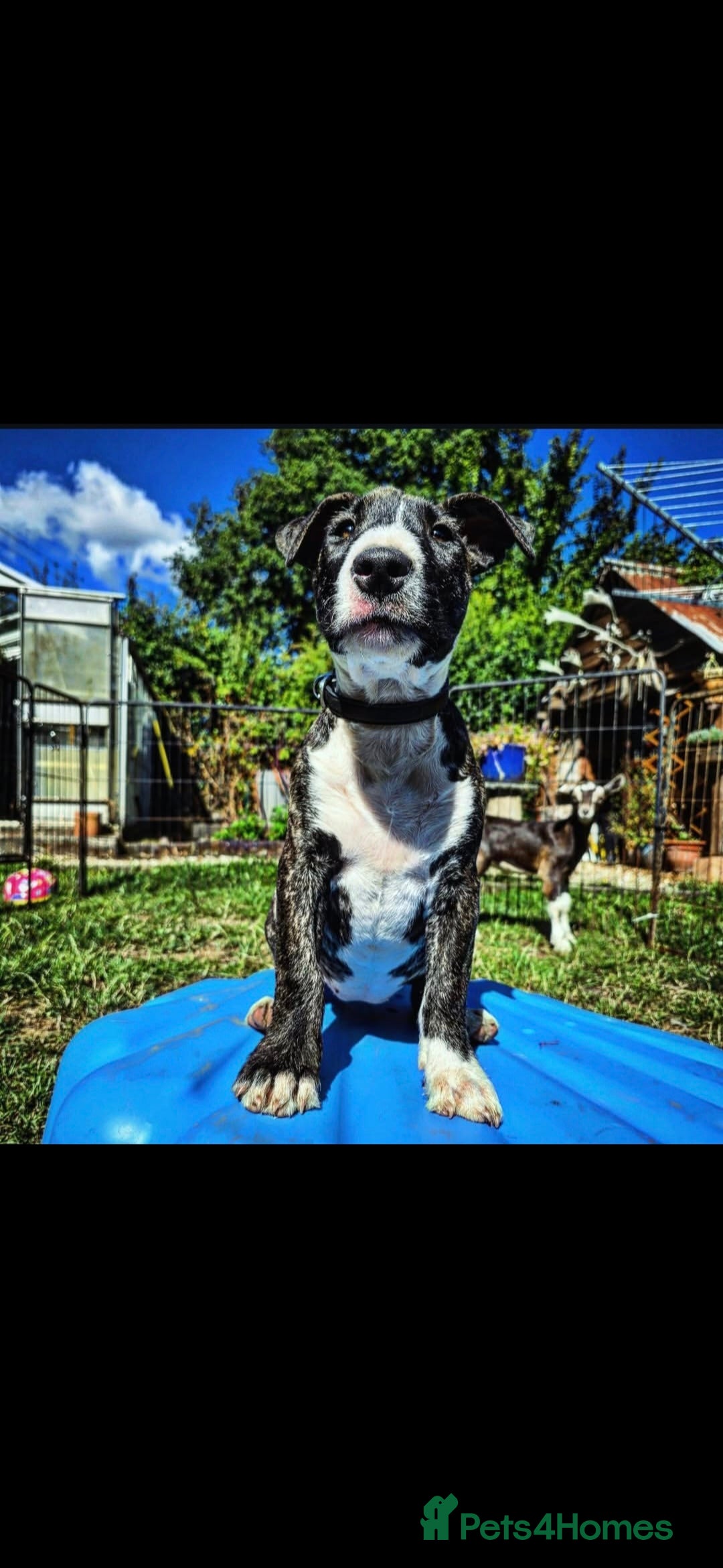 English Bull Terrier dogs for sale: Potato on legs - Advert 7