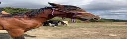 Shire horses for sale: Shire in Pulborough - Advert 5