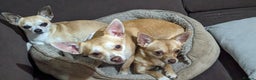 Chihuahua dogs for sale: 2 beautiful chihuahuas - Advert 3