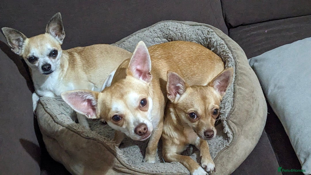 Chihuahua dogs for sale: 2 beautiful chihuahuas - Advert 3