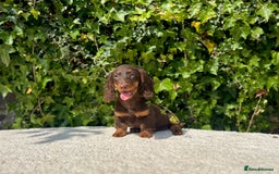 Miniature Dachshund dogs for sale: Long Haired Miniature Dachshunds - READY NOW! - Image 6