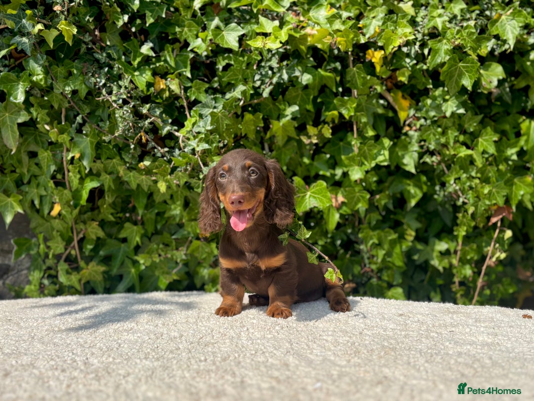 Miniature Dachshund dogs for sale: Long Haired Miniature Dachshunds - READY NOW! - Image 6
