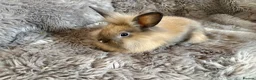 Lionhead rabbits for sale: 4 beautiful baby rabbits ready for there new homes - Advert 8