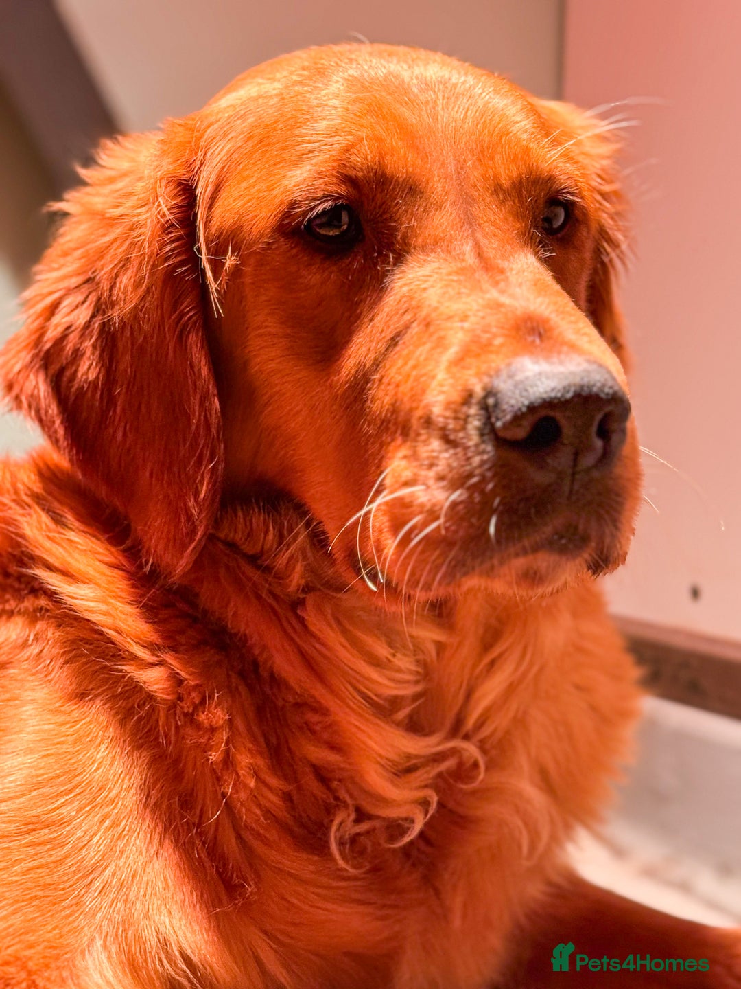 Golden Retriever dogs for sale: Beautiful Deep Red KC Golden Retrievers  - Advert 8