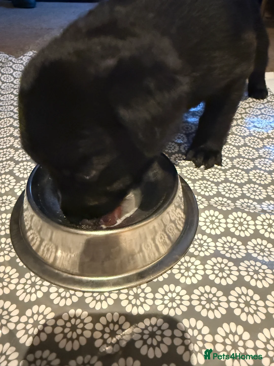 Sheprador dogs for sale: Stunning Shepador pups - Advert 2