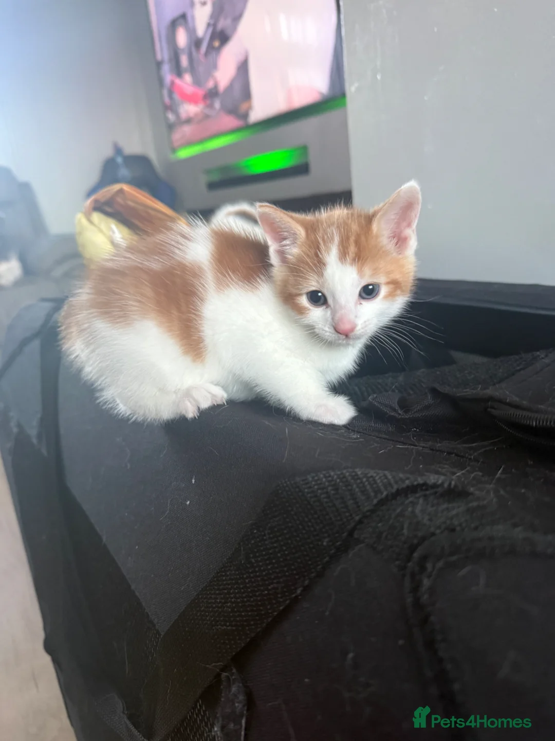 Mixed Breed cats for sale: Female kittens x2 - Advert 2
