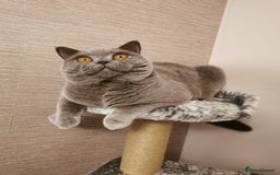 British Shorthair cats for stud: Lilac British Shorthair Stud service only in Huddersfield - Image 19
