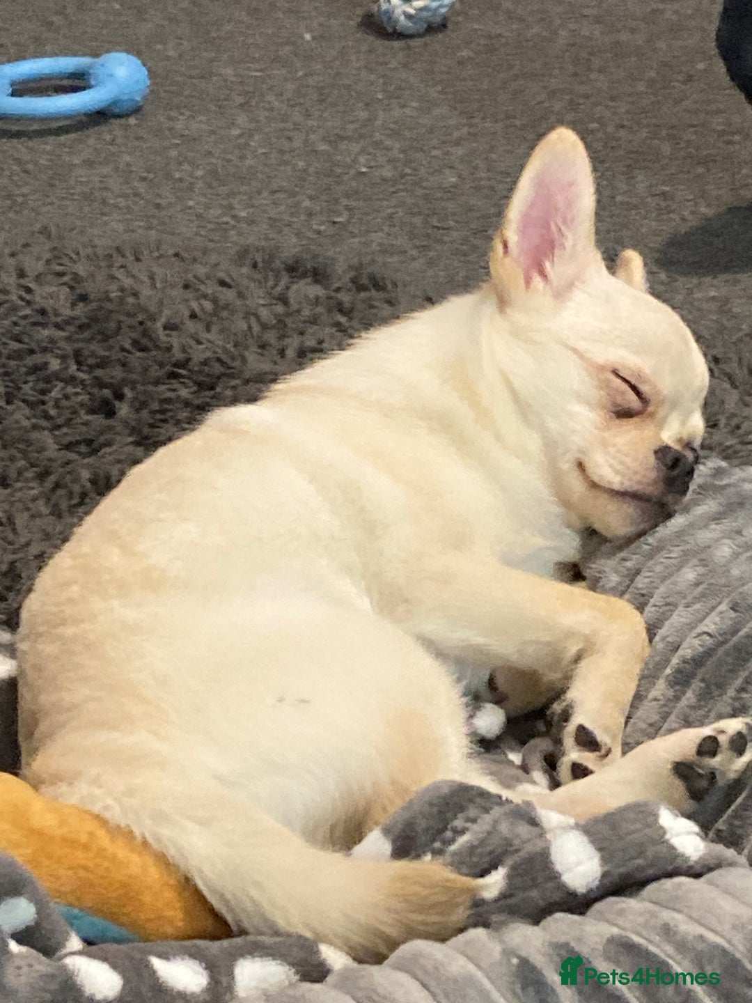 Mixed Breed dogs for sale: Pom-A-Pug 3 months - Image 6