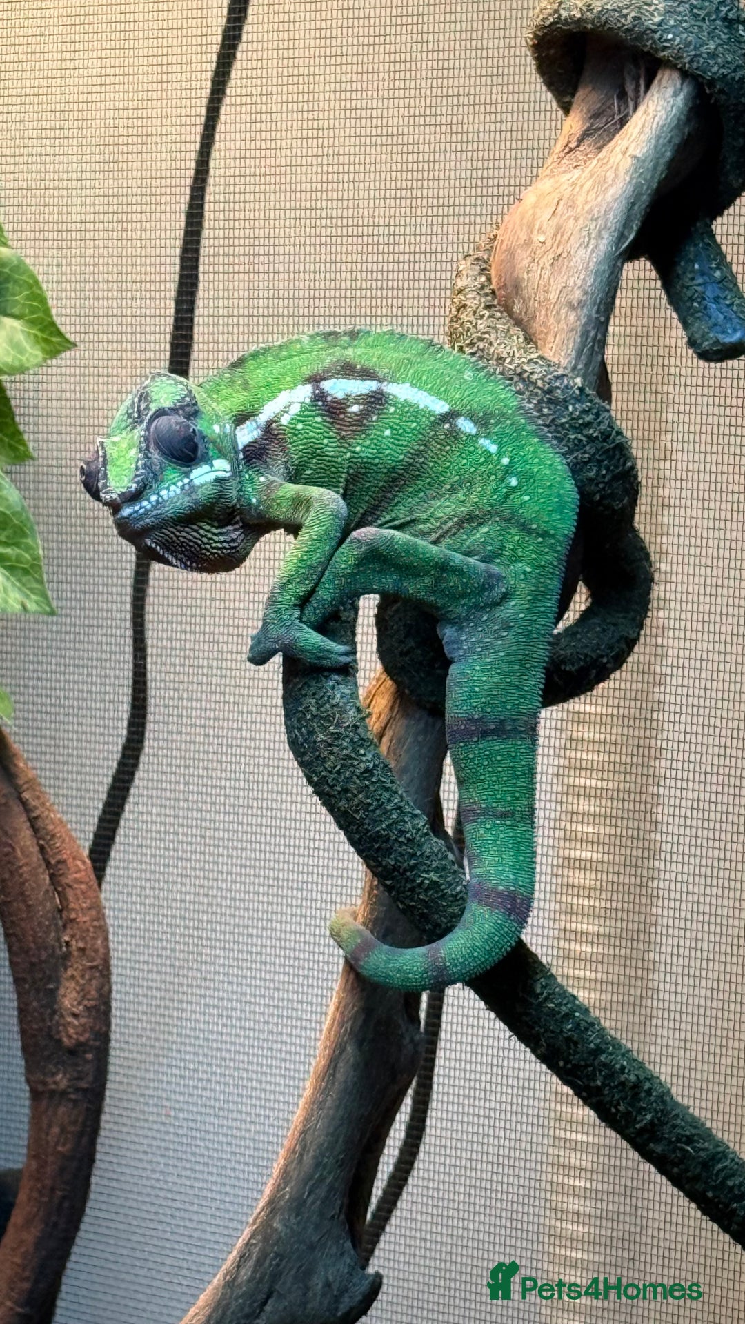 Chameleon reptiles for sale: Panther Chamaleon  - Advert 5