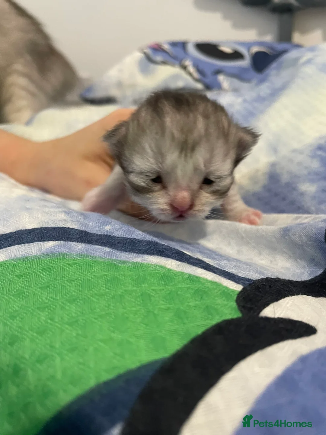 Persian cats for sale: Persian kittens  - Advert 5