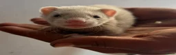 Ferret rodents for sale: Baby ferrets  - Advert 5