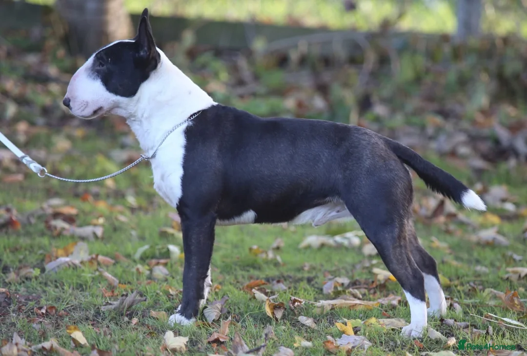Miniature Bull terrier dogs for sale: MinatureBullTerrier Pups HealthTested TopPedigree in Preston - Advert 20
