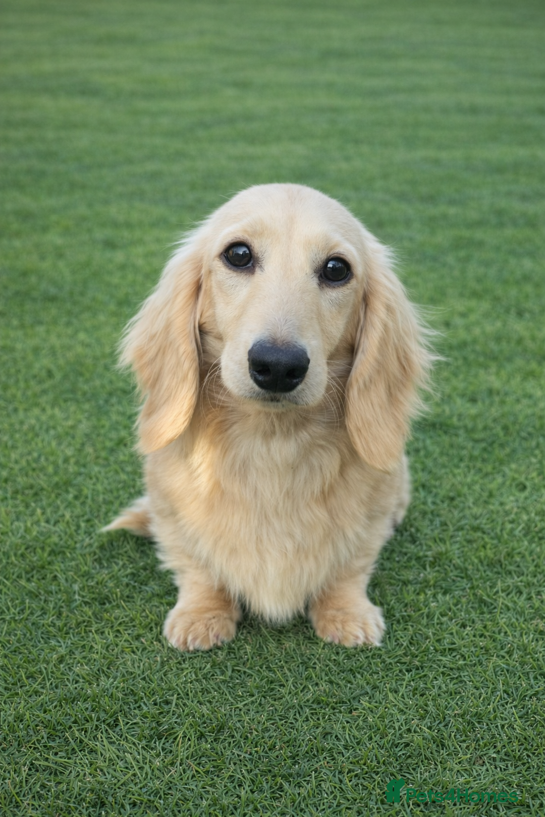 Miniature Dachshund dogs for sale: Long hair Black & cream Boy. KC - Advert 12