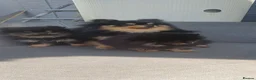 Pomeranian dogs for sale: Black & tan Pomeranian's 2xboys 1x girl    - Advert 4
