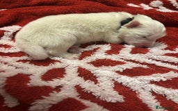 Samoyed dogs for sale: KC reg. Samoyed puppies with champ bloodline  - Advert 16