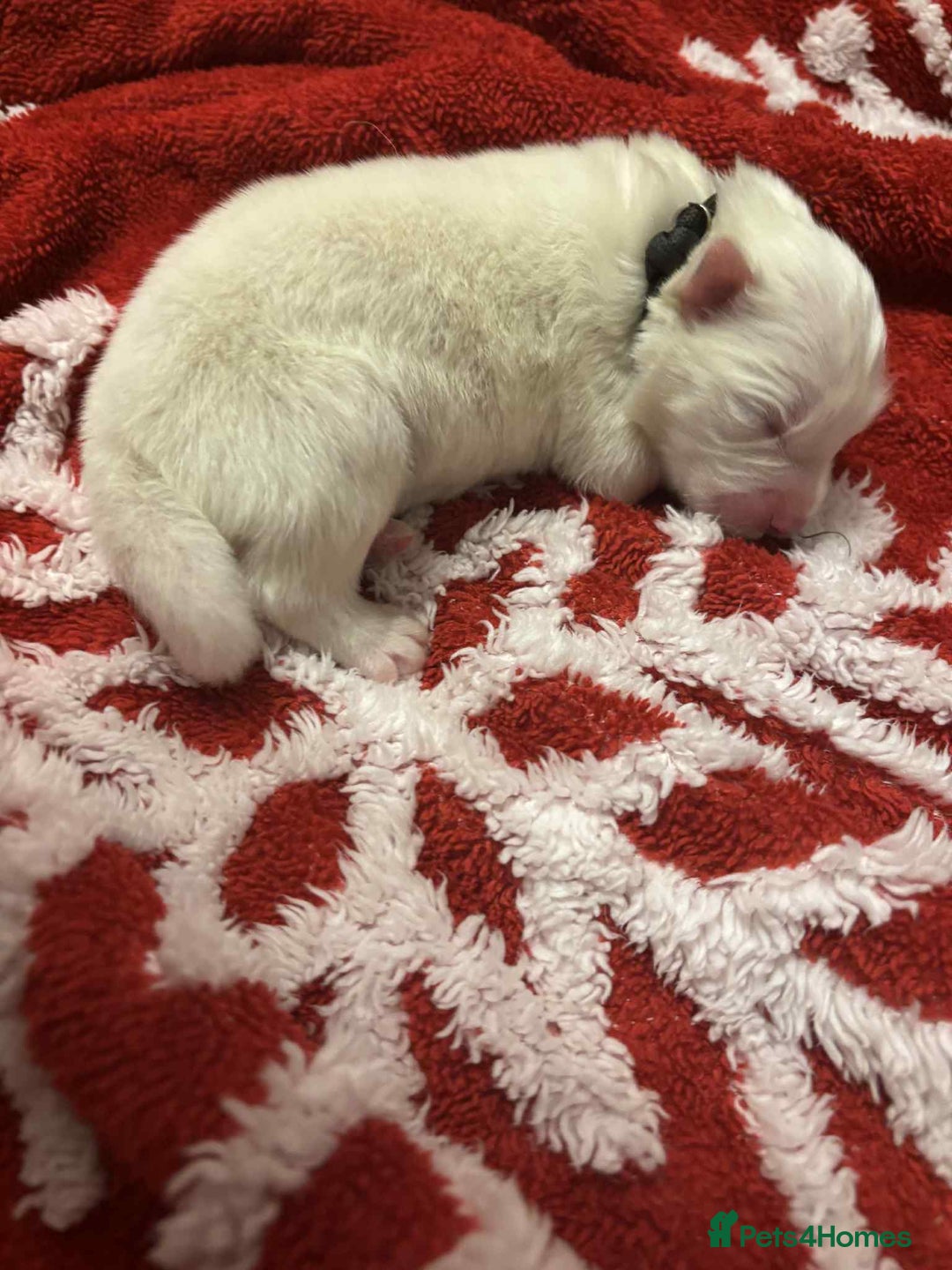 Samoyed dogs for sale: KC reg. Samoyed puppies with champ bloodline  - Advert 16