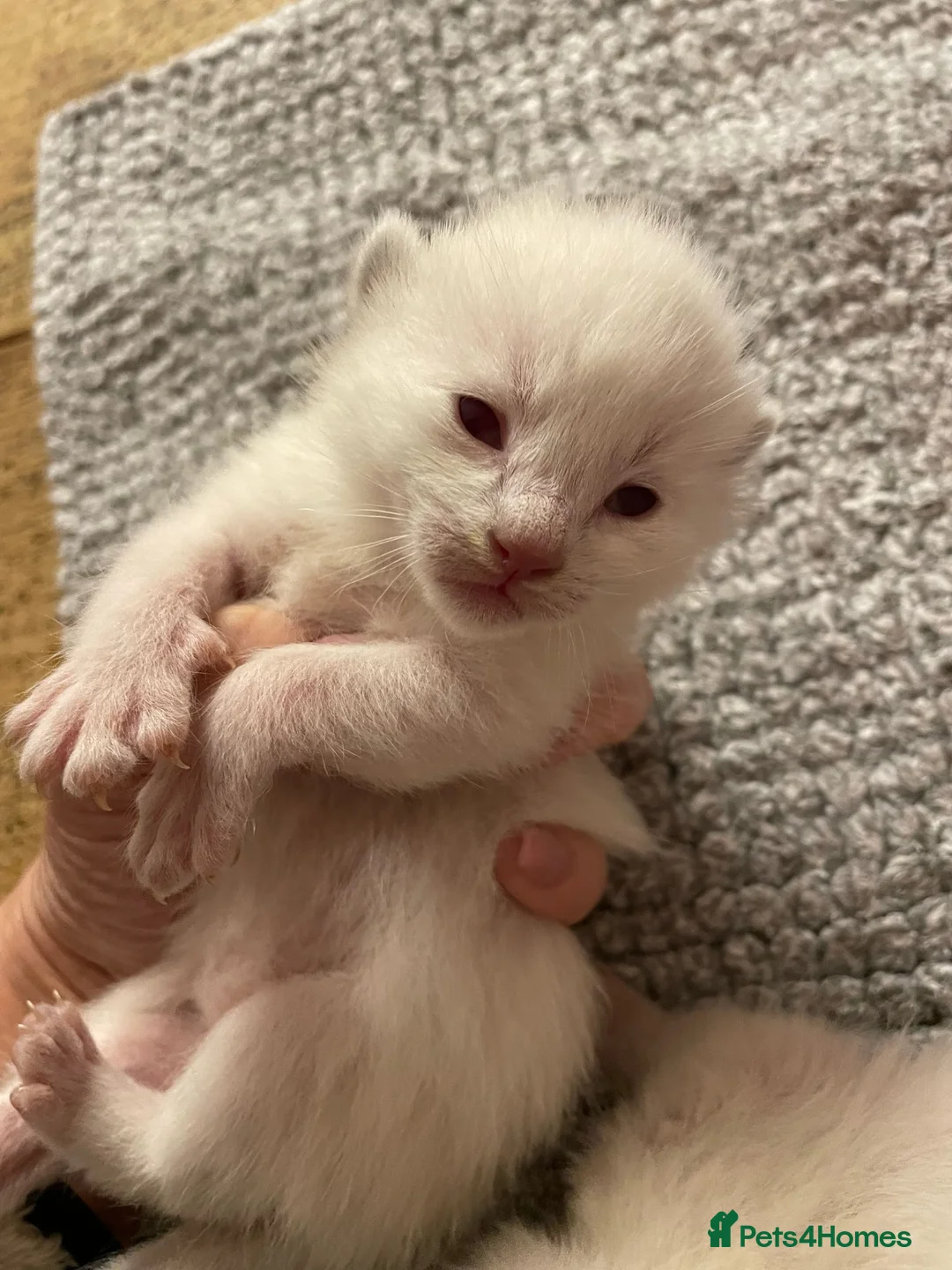 Ragdoll cats for stud: Stud Muffin in Ilkeston - Advert 21