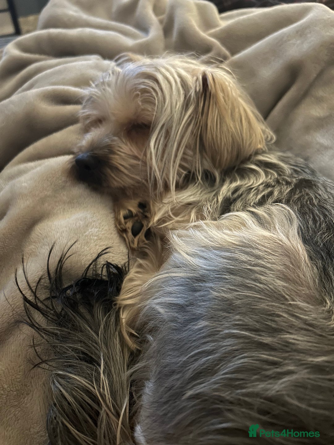 Yorkshire Terrier dogs for sale: Yorkshire Terrier, Female - Full Sized - 1yr old  - Advert 4