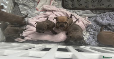 Mixed Breed dogs - Advert 11