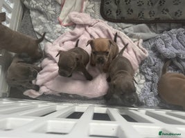 Mixed Breed dogs - Advert 3