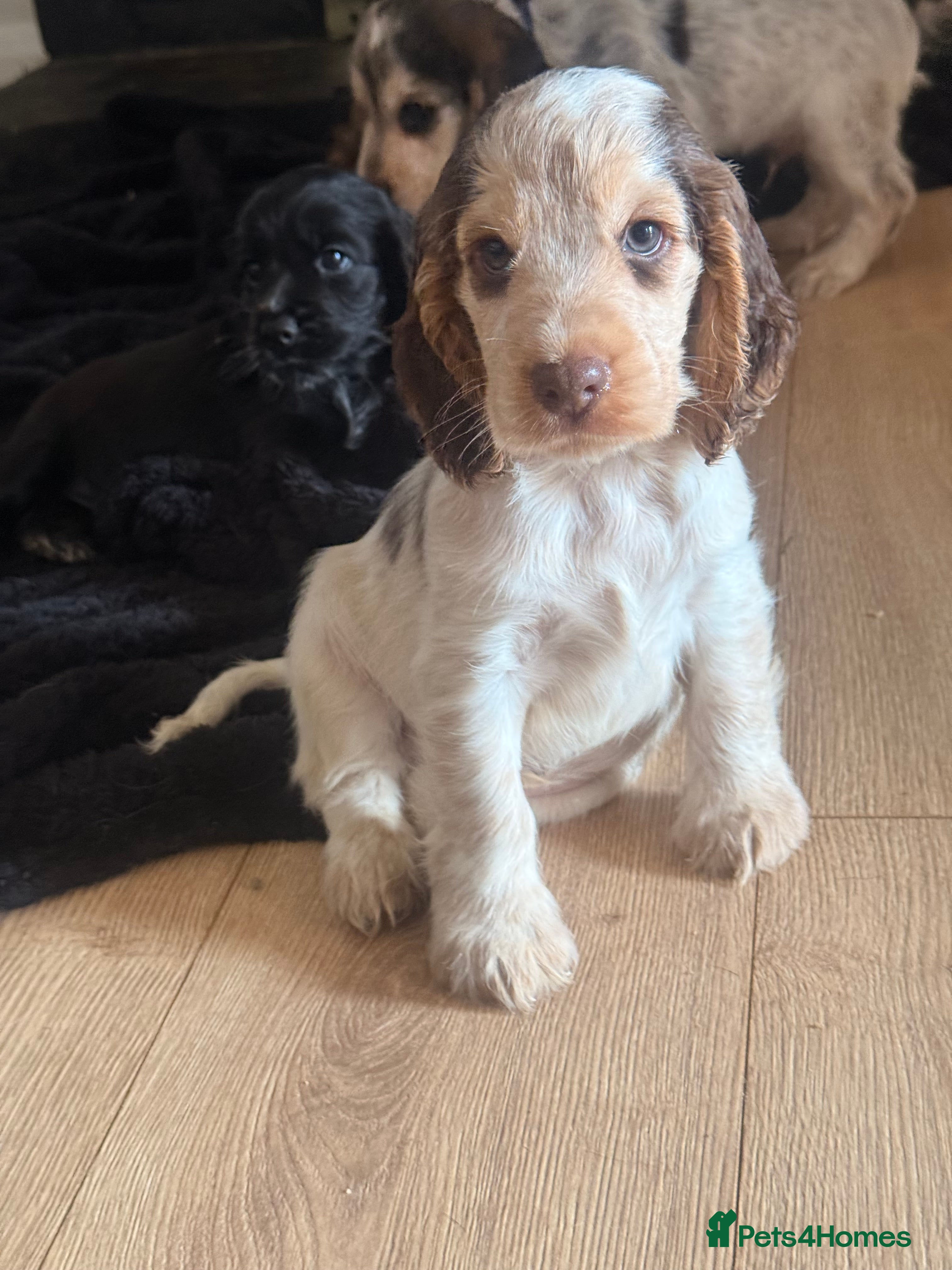 Cocker Spaniel dogs Show cocker spaniels  - Advert 2