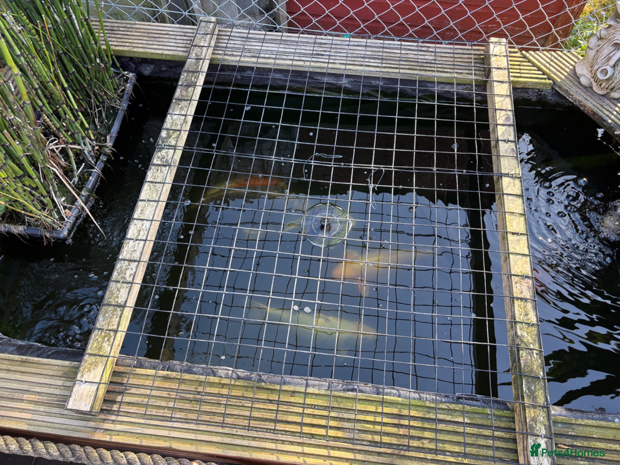 Koi Carp fish Koi, butterfly Koi and ghost  - Advert 1