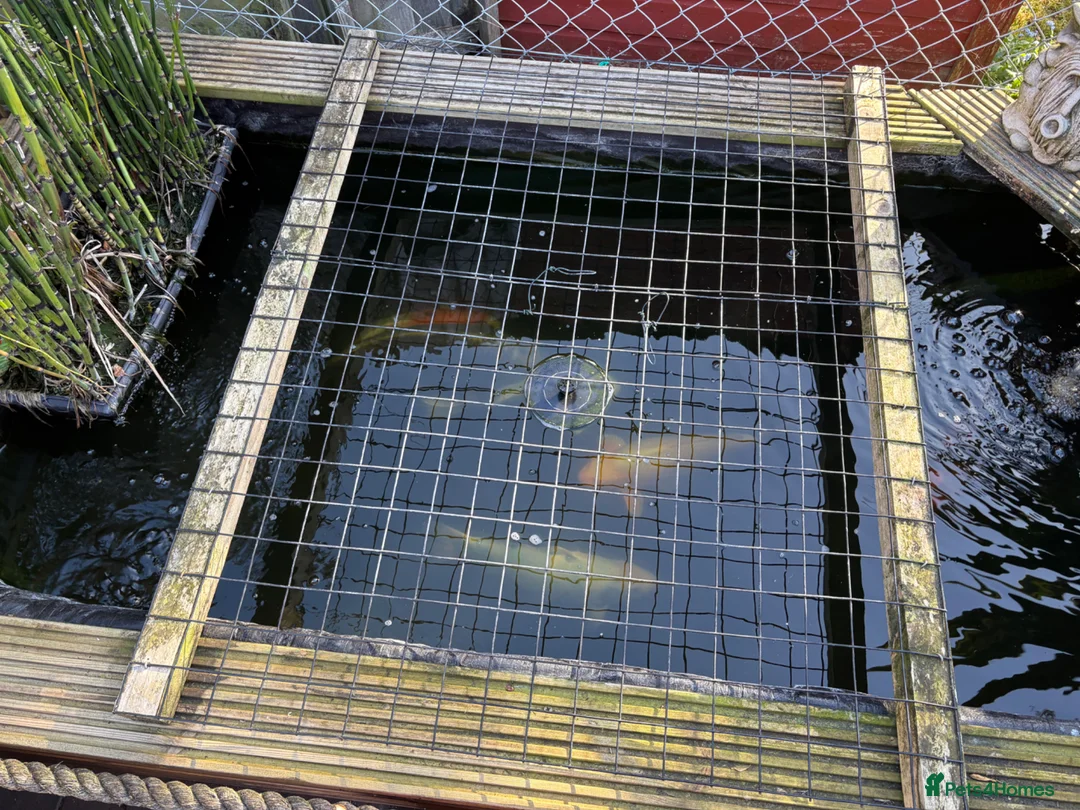 Koi Carp fish for sale: Koi, butterfly Koi and ghost  - Advert 1